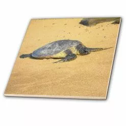 3dRose Sea Turtle On Na Pali Coast Hawaii - Ceramic Tile, 4-inch
