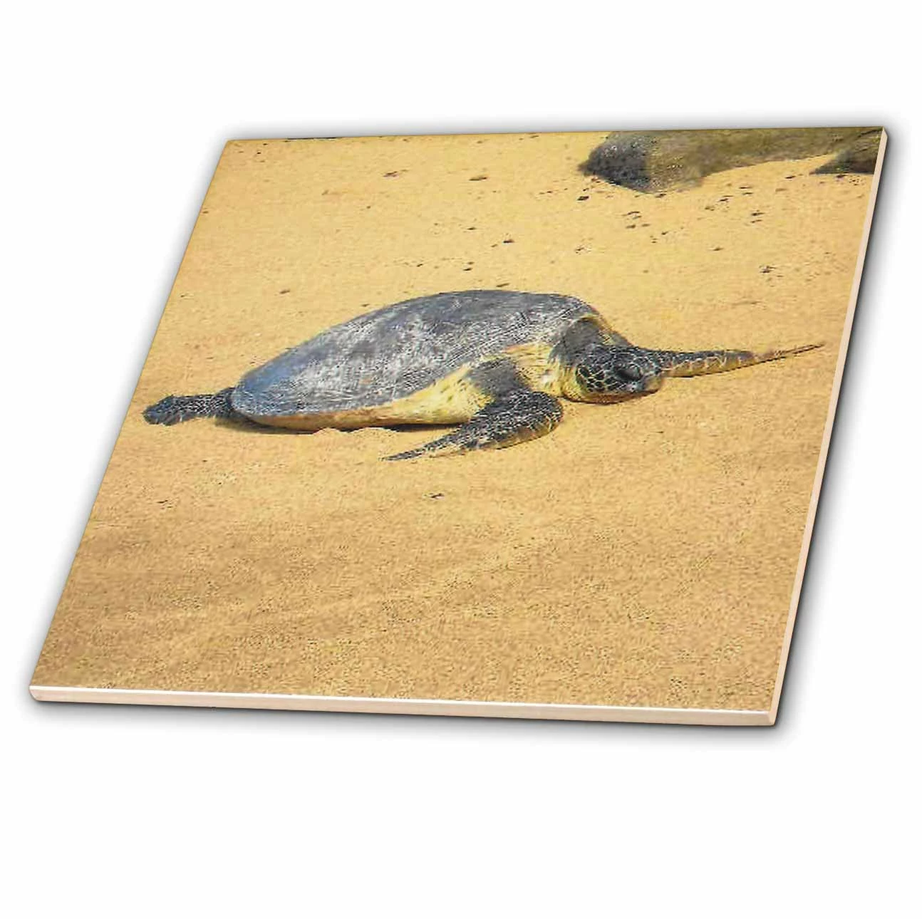 3dRose Sea Turtle On Na Pali Coast Hawaii - Ceramic Tile, 4-inch 3 3dRose Sea Turtle On Na Pali Coast Hawaii - Ceramic Tile, 4-inch